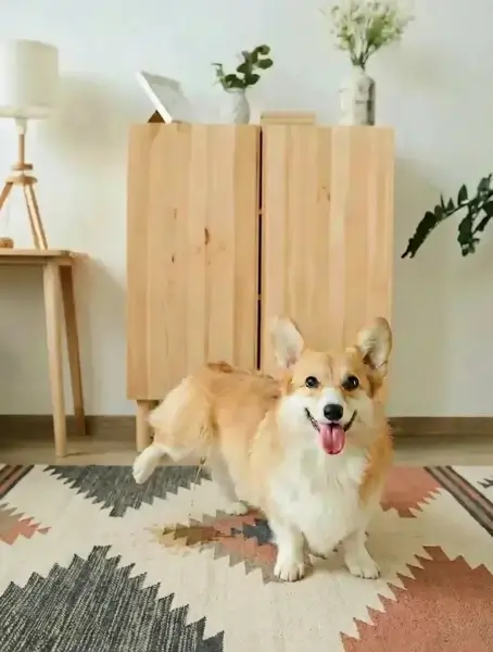 Pet Damage Guarantee